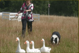 duck herding event, dog helping women to herd ducks