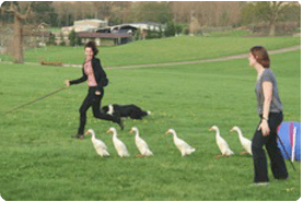 friends duck herding with LYC events, dogs herding ducks